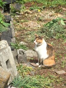o4032302414929923562 1 225x300 - ●toiro伊勢原●４月21日(水)