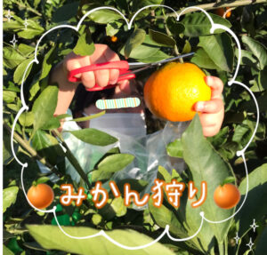 o1914183315037774130 300x287 - 11月27日 toiro都筑ふれあいの丘★みかん狩り★