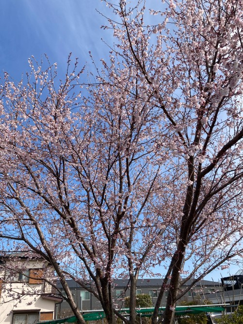 3月15日(火)toiro相模大野 part45☆彡 運動療法 o0500066715089823827 - 3月15日(火)toiro相模大野 part45☆彡 運動療法