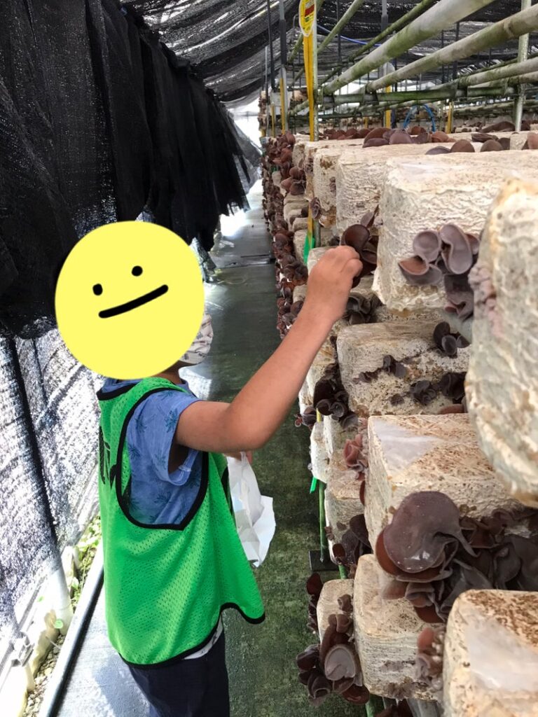 ☆8月24日 toiro根岸☆キノコ狩り! o1915255315165120483 768x1024 - ☆8月24日 toiro根岸☆キノコ狩り!