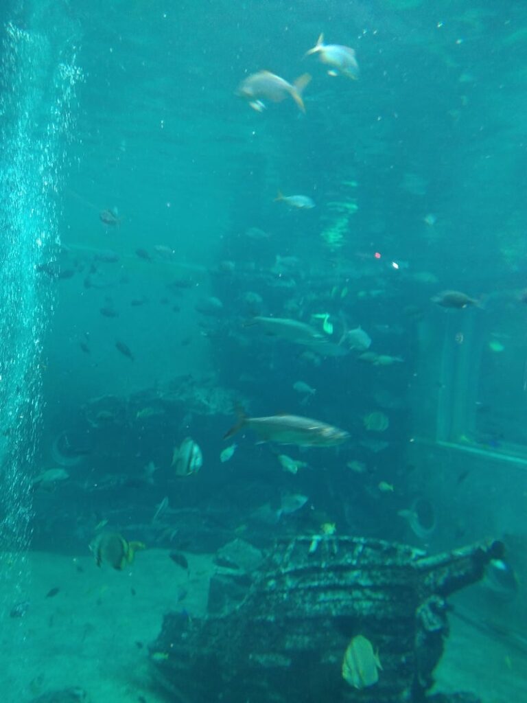o0810108015180883099 768x1024 - ９月23日☆toiro小田原☆　箱根園水族館