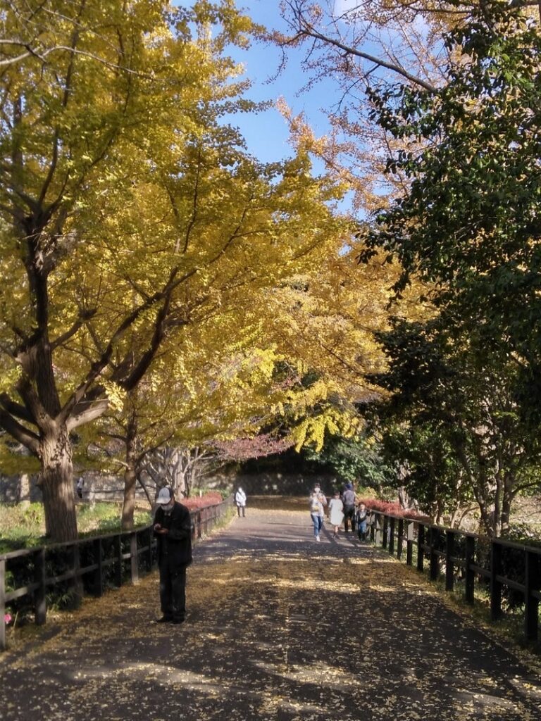 11月21日 紅葉を見に行こう(三ッ池公園) toiro小田栄 93e2dd468506f63fbb1adbf8576ade27 768x1024 - 11月21日 紅葉を見に行こう(三ッ池公園) toiro小田栄