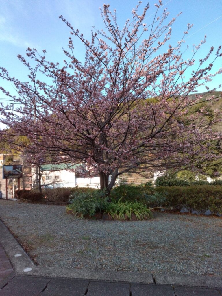 1月27日☆toiro 湯河原☆ 7ccd266e40af57e5d35aa1ec4a19d515 1 768x1024 - 1月27日☆toiro 湯河原☆
