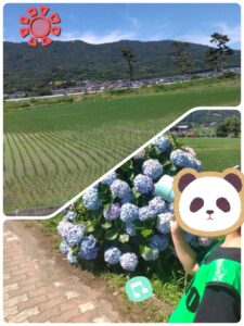 t 138 225x300 - toiro開成☆6月17日(土)☆あじさいまつりに行こう！