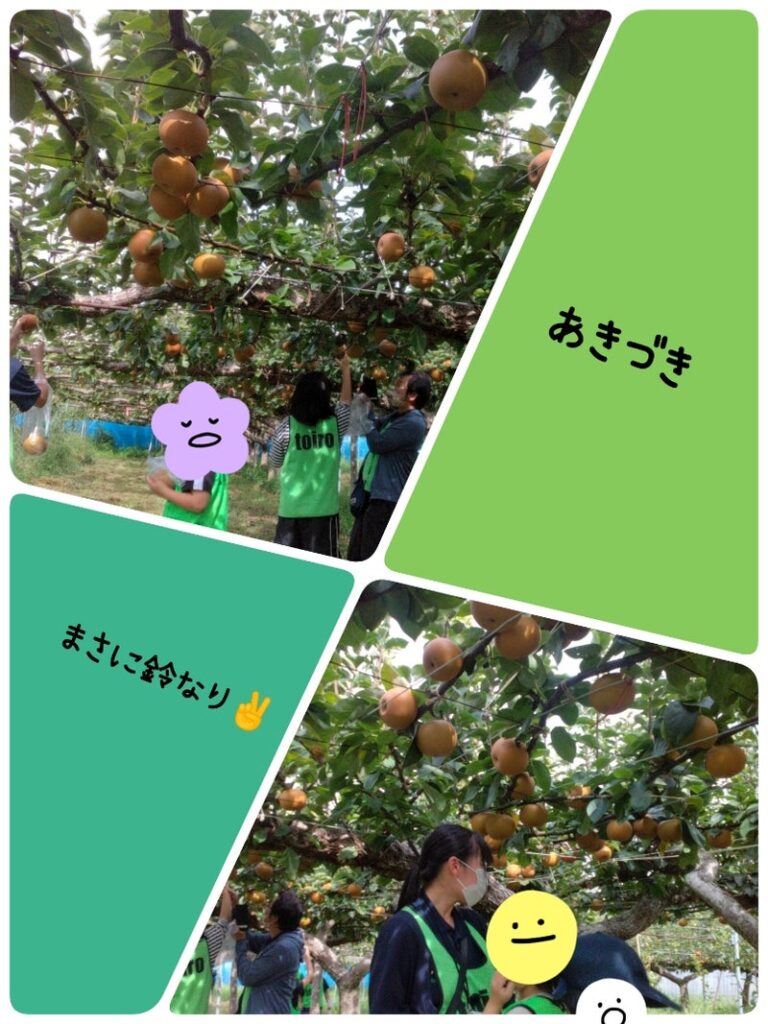 9月3日(日)☆toiro根岸☆ 梨狩りに行こう! t 46 768x1024 - 9月3日(日)☆toiro根岸☆ 梨狩りに行こう!