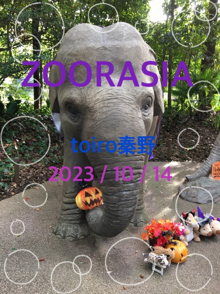10月14日(土)toiro秦野☆ズーラシア☆ t 168 768x1024 - 10月14日(土)toiro秦野☆ズーラシア☆
