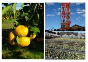 t 139 300x212 - 11月12日（日）　toiro溝の口　☆みかん狩りへ行こう☆￼