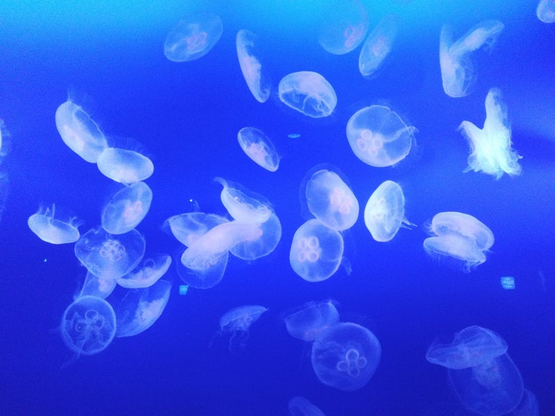 toiro用田2024年4月26日『江ノ島水族館へ行こう♪』 t 181 - toiro用田2024年4月26日『江ノ島水族館へ行こう♪』