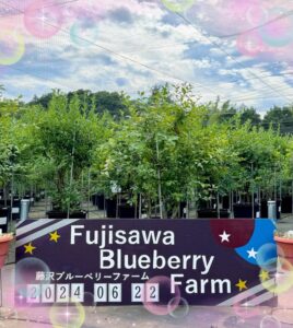 t 124 268x300 - ⭐︎toiro瀬谷・第二教室⭐︎ ブルーベリーファーム
