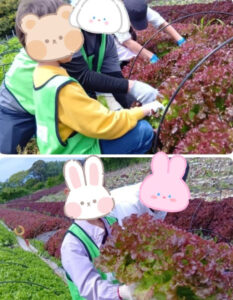 657248c5c7d16130090d7022759ad472 233x300 - 5月18日　トイロ逗子　野菜農家へ行こう