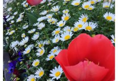 ☆4月19日 (水)☆toiro西谷 o0480064013917915823 242x166 - ☆4月19日 (水)☆toiro西谷