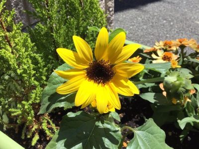 2c76ee4fc8e3ed0ce7626a7821118f53 400x300 - ◎6月16日(日)◎ toiro 本郷台