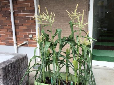 3 3 400x300 - ◎8月14日(水)①◎toiro本郷台