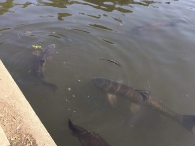 ◎4月29日(水)toiro 東戸塚◎ o1535204814754094063 400x300 - ◎4月29日(水)toiro 東戸塚◎