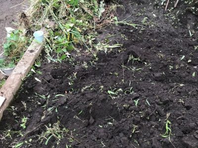 ♪畑ブログ①♪toiro戸塚 o1080144014795352467 400x300 - ♪畑ブログ①♪toiro戸塚