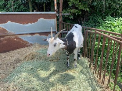 ♪8月2日(日)♪toiro戸塚 o1080144014800080727 400x300 - ♪8月2日(日)♪toiro戸塚