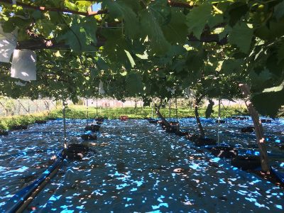 8月30日(日)toiro鳥が丘 o1080081014815877416 400x300 - 8月30日(日)toiro鳥が丘