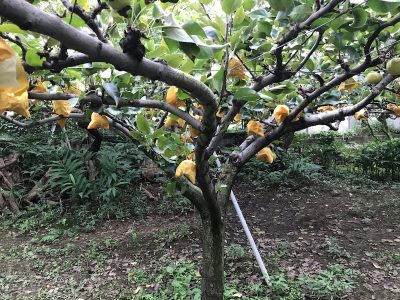 9月13日(日)◎toiro本郷台◎ o1080081014819306753 400x300 - 9月13日(日)◎toiro本郷台◎