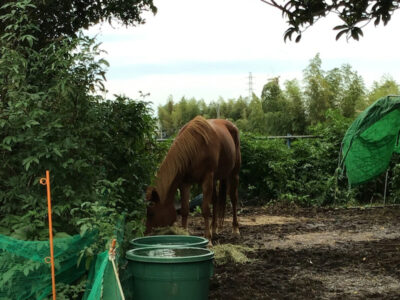10月18日(日)toiro鳥が丘 o1080096614837710527 400x300 - 10月18日(日)toiro鳥が丘
