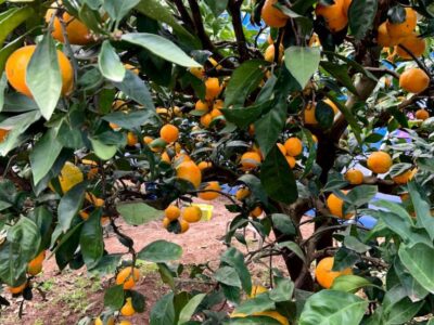 o1080144014848050621 400x300 - ♪11月8日（日）♪toiro戸塚