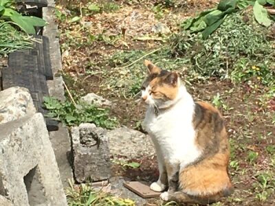 ●toiro伊勢原●4月21日(水) o4032302414929923562 1 400x300 - ●toiro伊勢原●4月21日(水)