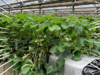 5月23日(日)toiro川崎 o1080144014947196883 400x300 - 5月23日(日)toiro川崎