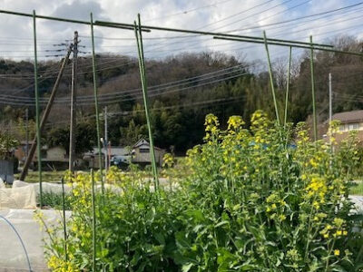 o0405055615092211817 400x300 - 3月25日(金)　　 ☆　toiro伊勢原　☆　　アグリレポートvol. １