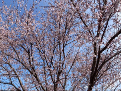 o0500066715089823827 400x300 - 3月15日（火）toiro相模大野　part45☆彡　運動療法