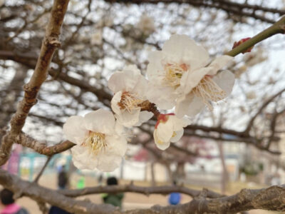 o0960128015084110187 400x300 - 3月5日(土)　toiro相模大野　part43☆彡