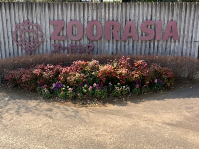 ♡3月13日 toiro藤沢♡ o1080144015087055185 400x300 - ♡3月13日 toiro藤沢♡