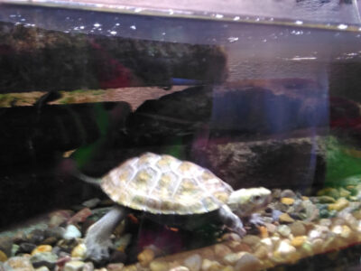 o1920256015101916537 400x300 - 2022.04.14 toiro相模原 外出イベント『相模川ふれあい科学館』