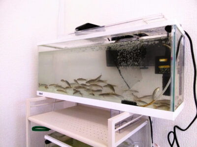 6月6日☆toiro本厚木☆ o1080081015128946927 1 400x300 - 6月6日☆toiro本厚木☆