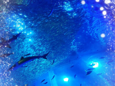 toiroいずみ中央/2022/07/19 o1080144015147448151 400x300 - toiroいずみ中央/2022/07/19