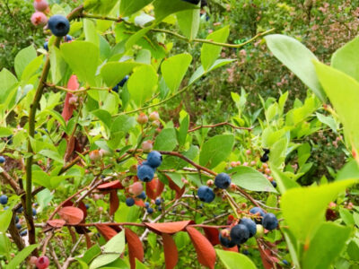 toiro都筑ふれあいの丘★ブルーベリ狩り★ o1915255315150439531 400x300 - toiro都筑ふれあいの丘★ブルーベリ狩り★