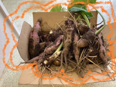 10月26日(水)   ☆ toiro伊勢原 ☆  おいもとれたよ(^^) スィートポテト作り❕ o0640048015192838950 400x300 - 10月26日(水)   ☆ toiro伊勢原 ☆  おいもとれたよ(^^) スィートポテト作り❕