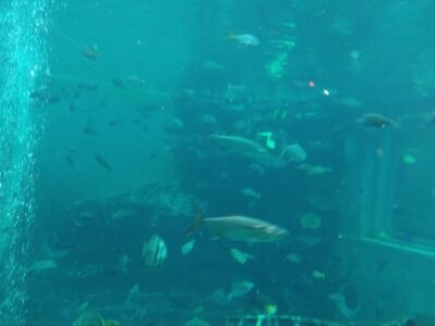 9月23日☆toiro小田原☆ 箱根園水族館 o0810108015180883099 400x300 - 9月23日☆toiro小田原☆ 箱根園水族館