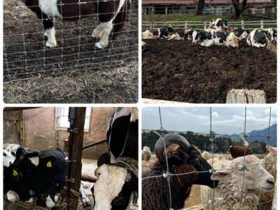 ☆12月17日☆toiro茅ヶ崎☆ 891f1f7c2c51d1e282c619ffd34784fc 400x300 - ☆12月17日☆toiro茅ヶ崎☆