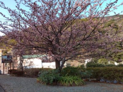 1月27日☆toiro 湯河原☆ 7ccd266e40af57e5d35aa1ec4a19d515 1 400x300 - 1月27日☆toiro 湯河原☆