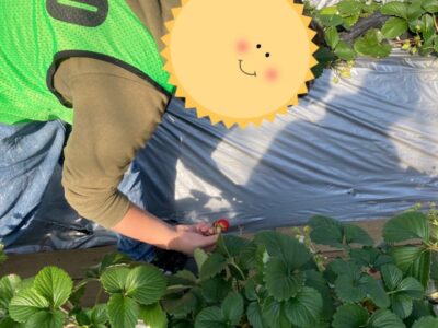 2月5日(日)toiro大津☆いちご狩り a427667cbd64c222709b06ac90e35931 400x300 - 2月5日(日)toiro大津☆いちご狩り