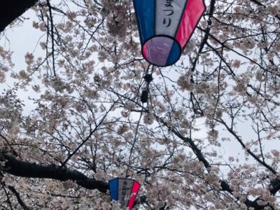 mai 400x300 - 3月25日(土)☆toiro蒔田☆お花見