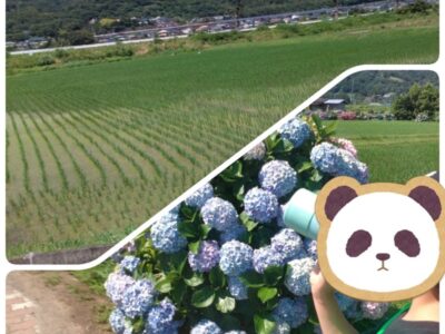 toiro開成☆6月17日(土)☆あじさいまつりに行こう! t 138 400x300 - toiro開成☆6月17日(土)☆あじさいまつりに行こう!