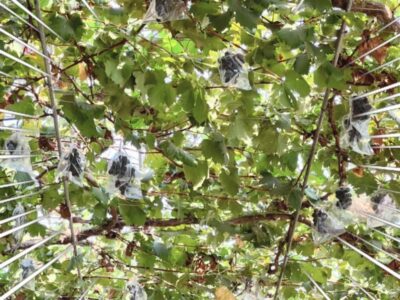 ☆toiro瀬谷☆2023/09/16 「ブドウ狩りに行こう!」 t 167 400x300 - ☆toiro瀬谷☆2023/09/16 「ブドウ狩りに行こう!」