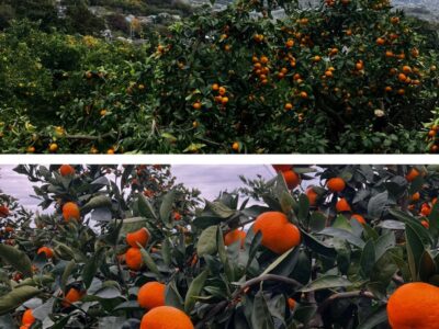 ☆11月25日Sat.☆toiro茅ヶ崎☆ t 252 400x300 - ☆11月25日Sat.☆toiro茅ヶ崎☆