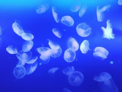 toiro用田2024年4月26日『江ノ島水族館へ行こう♪』 t 181 400x300 - toiro用田2024年4月26日『江ノ島水族館へ行こう♪』