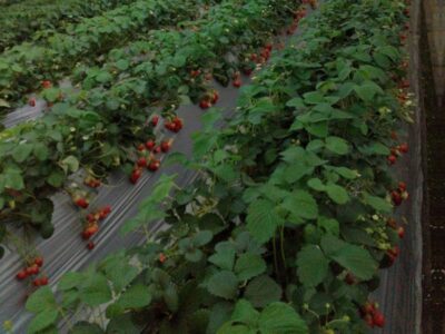 t 52 400x300 - 4月7日toiro逗子☆いちご狩り