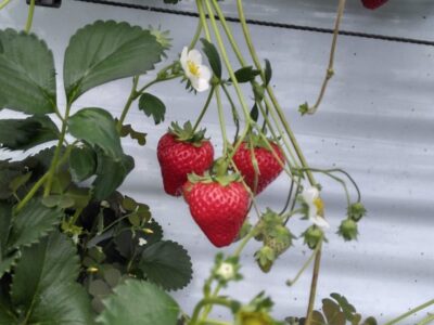 toiro小田原 いちご狩りにいこう! t 14 400x300 - toiro小田原 いちご狩りにいこう!