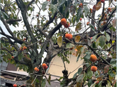 toiro天王町 2024/11/10 柿狩り 5bfe51aa2ced0092cc7e736fec997285 400x300 - toiro天王町 2024/11/10 柿狩り