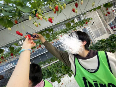 ◎2月11日(火) toiro東戸塚◎イチゴ狩り 883a2b17bf1abe55d2e06b446469f41e 400x300 - ◎2月11日(火) toiro東戸塚◎イチゴ狩り