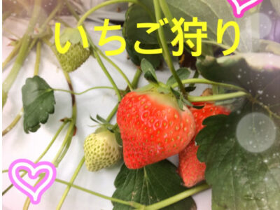 3a1d434a751aa561d349878d07517de7 400x300 - 3月15日（土）トイロ秦野☆いちご狩り☆